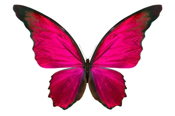 Foto auf Acrylglas Schmetterling schöner Schmetterling isoliert auf weiß
