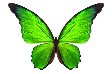 Crédence de cuisine en verre imprimé Papillon beautiful butterfly isolated on white