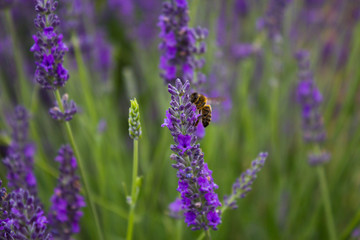 bee on lavender flower