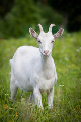Naklejka na ściany i meble Cute young white goat
