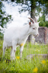 Cute young white goat