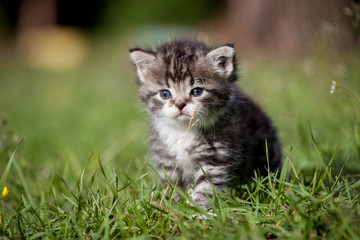 Naklejka na ściany i meble Grey tabby kitten on green grass