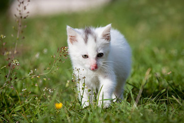 Cute white kitten