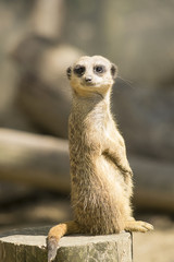 Fototapeta premium Meerkat on the lookout