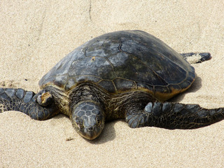 Hawaiian Sea Turtle rest on beach