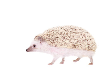 Domesticated hedgehog or African pygmy