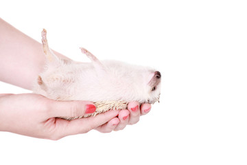 Domesticated hedgehog or African pygmy in hand