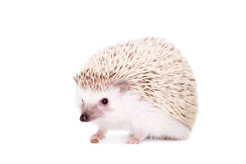 Domesticated hedgehog or African pygmy