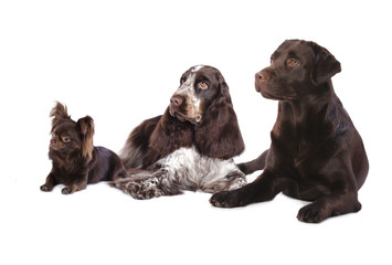 Group of  dogs , chocolate coat colo