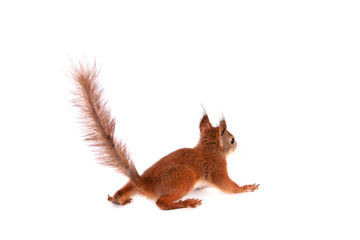 Eurasian red Squirrel, Sciurus Vulgaris on white