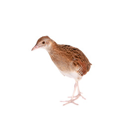 Corncrake or Landrail, Crex crex, on white