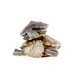 Obraz premium Two Freshwater red-eared turtles on white