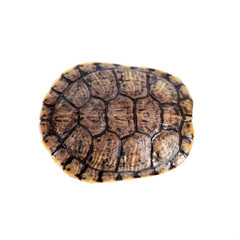 Freshwater red-eared turtle on white