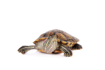 Freshwater red-eared turtle on white