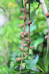 wild loquat fruit in Palawan Island, Philippines