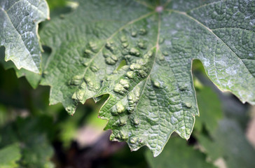 vine grape leaf disease