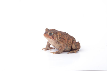 Toad