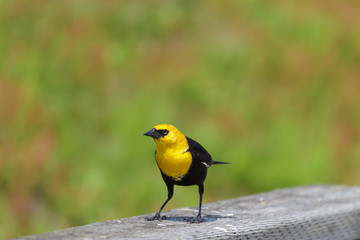 Yellow-headed Blackbird