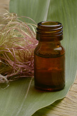 Zea mays Maïs Кукуруза сахарная Mais  トウモロコシ תירס