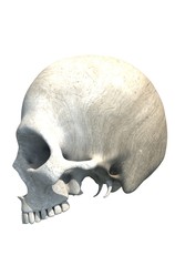 Obraz premium Skull with no Jaw Isolated