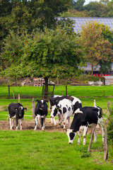 cows on meadow