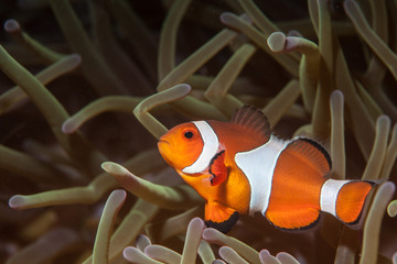Clownfish