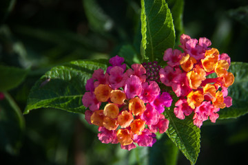 yellow and purple flower