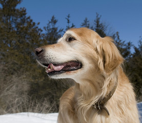 Fototapeta premium Golden Retriever Portrait