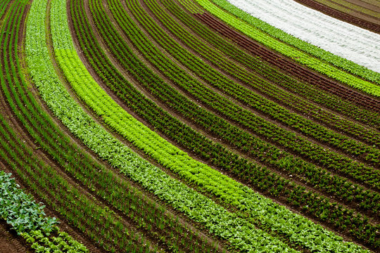 cultivated land background with vegetable patches