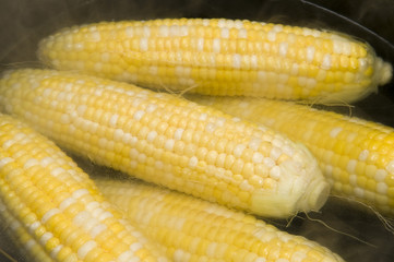 Cooking Corn