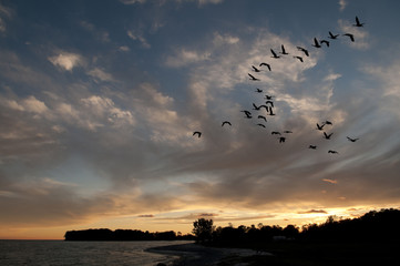 Fototapeta na wymiar Geese at Sunset