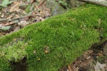 苔