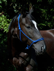 Pferd