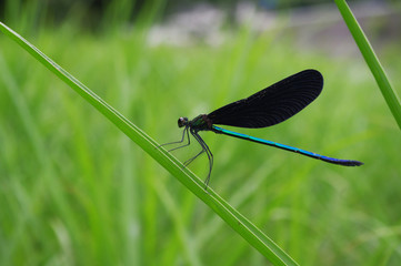 トンボの撮影