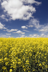 Canola Field