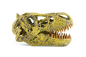 Tyrannosaurus fossil head