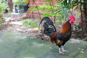 bantam, Thailand