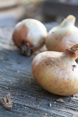 Onion on a wooden surface