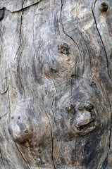 Fototapeta na wymiar dead tree trunk