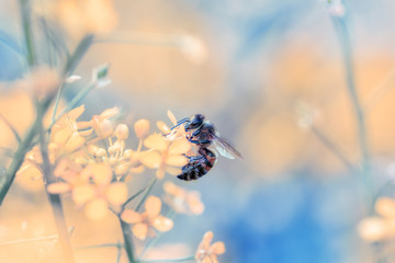 Bee