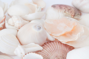 seashells