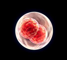 3d render of Embryo cleavage - medical illustration