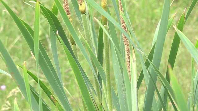 bulrush grass