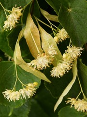 flowers of linden tree as natural medicine