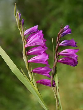 lila flowers of wild plant Gladiolus overlapping
