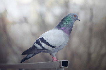 Pigeon standing at the top, side view