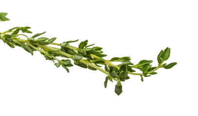 Thyme branch