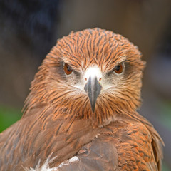 Black Kite