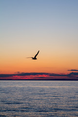 Plakat Seagull at sunset