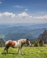 Fototapeta na wymiar Brown and white horse at the top of Ceahlau mountain range